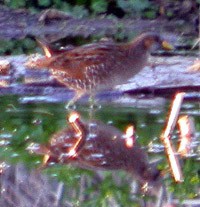 Spotted Crake  - Porzana porzana © John Muddeman